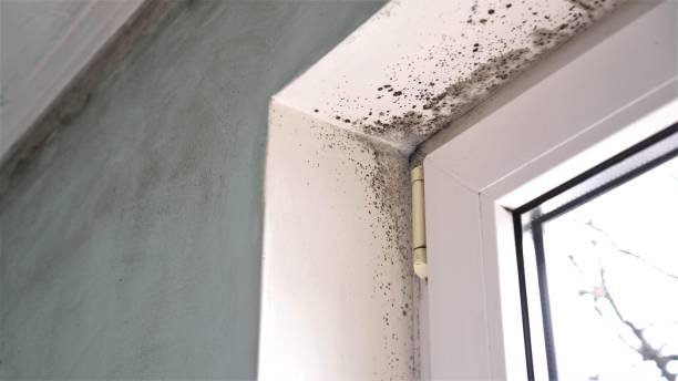 Best Same-Day Mold Removal  in Garden City, KS