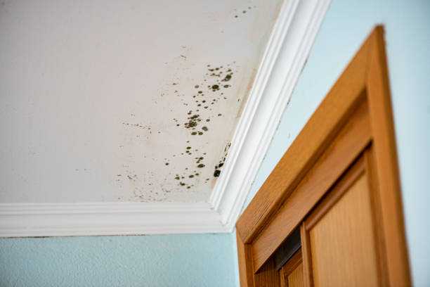 Reliable Garden City, KS Mold Removal Solutions