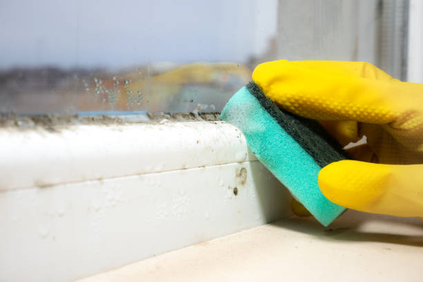Mold Testing and Removal in Garden City, KS