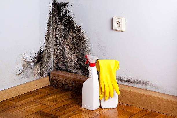 Best Mold Removal Process  in Garden City, KS