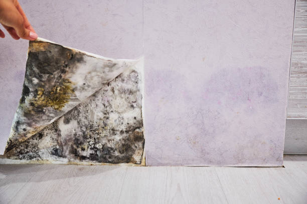  Garden City, KS Mold Removal Pros
